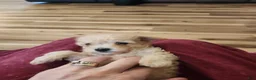 Toy Poodle dogs for sale: Toy Poodle Puppy 1 - Ad 6