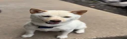 Shiba Inu dogs for sale: Koda - Ad 4