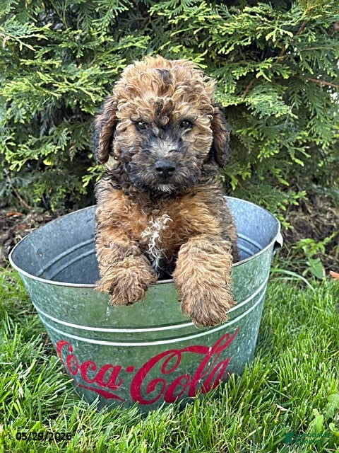 Whoodle dogs Daisy - Ad 1