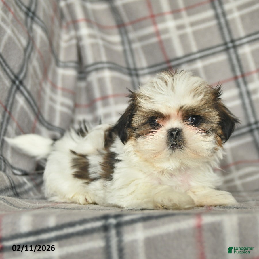 Shih Tzu dogs Violet  - Ad 2