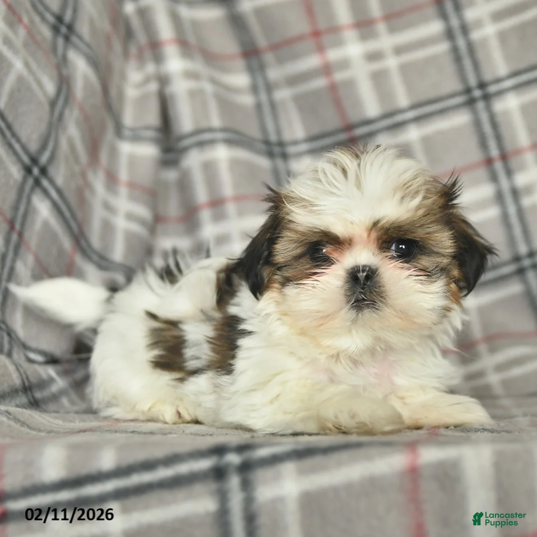 Shih Tzu dogs for sale: Violet  - Ad 2