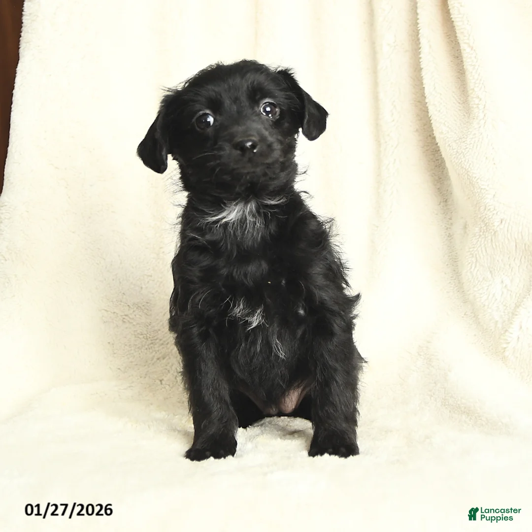 Yorkiepoo dogs for sale: Duchess - Ad 3
