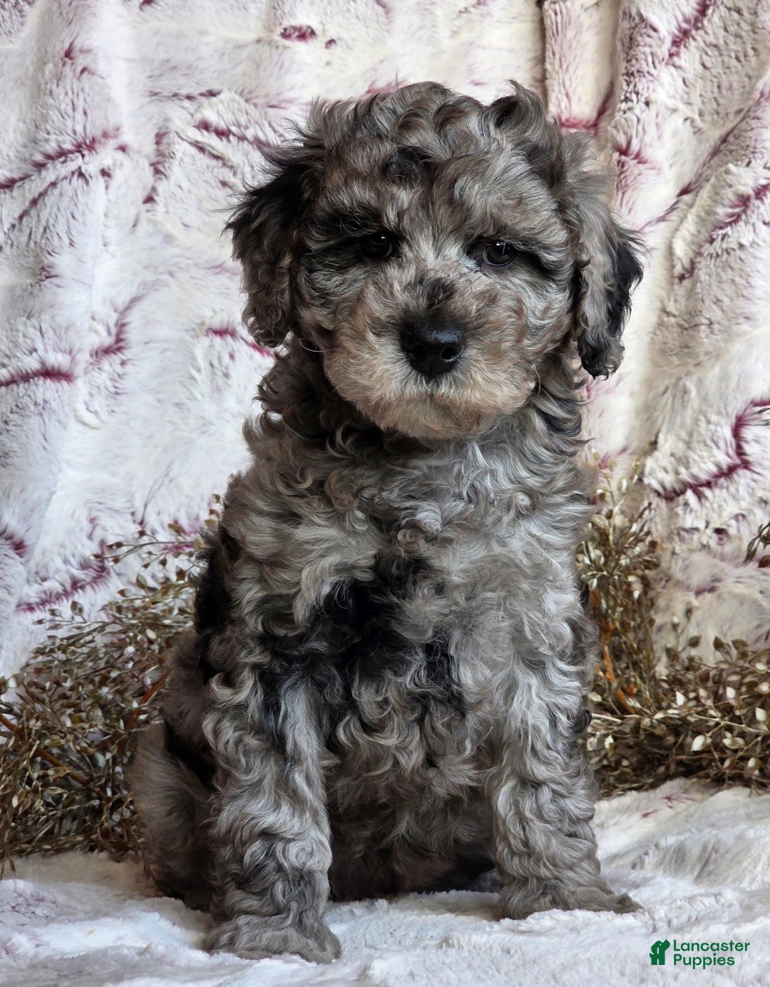 Cavapoo dogs for sale: Karson - Ad 2