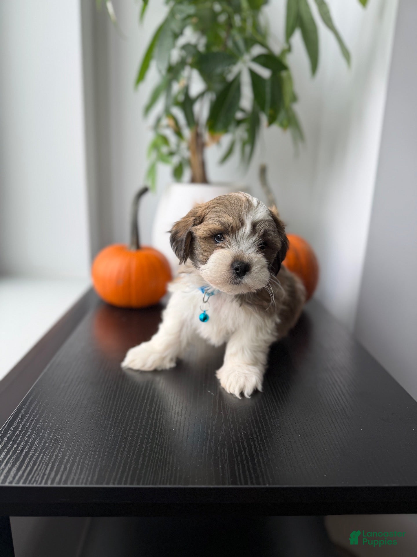 Shihpoo dogs Bluey - Ad 2