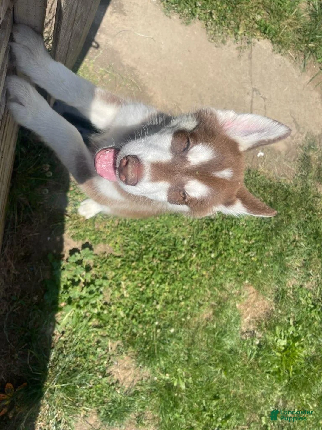 Gallery Image {{count}}