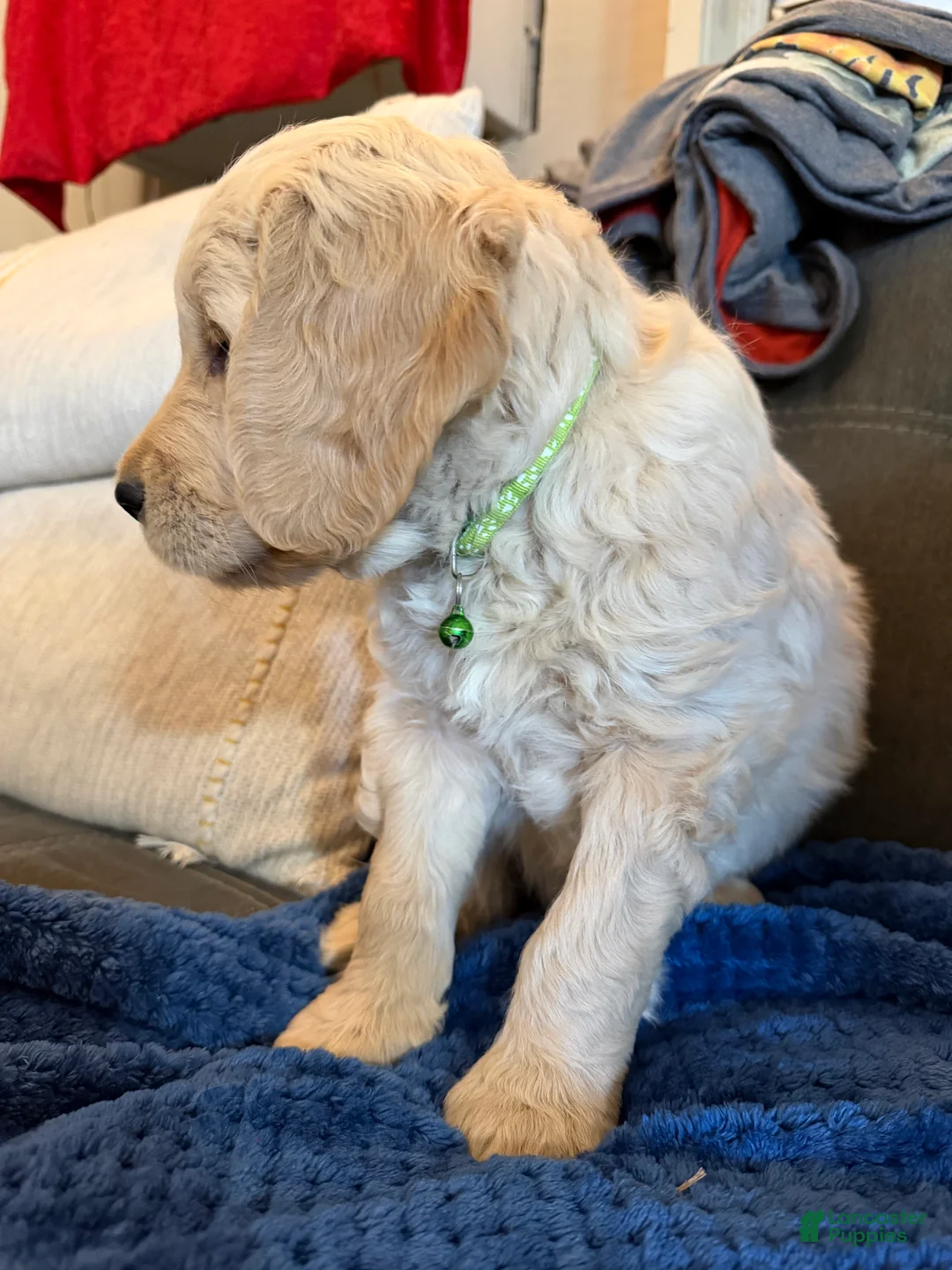 Goldendoodle dogs for sale: Jenny - Ad 2