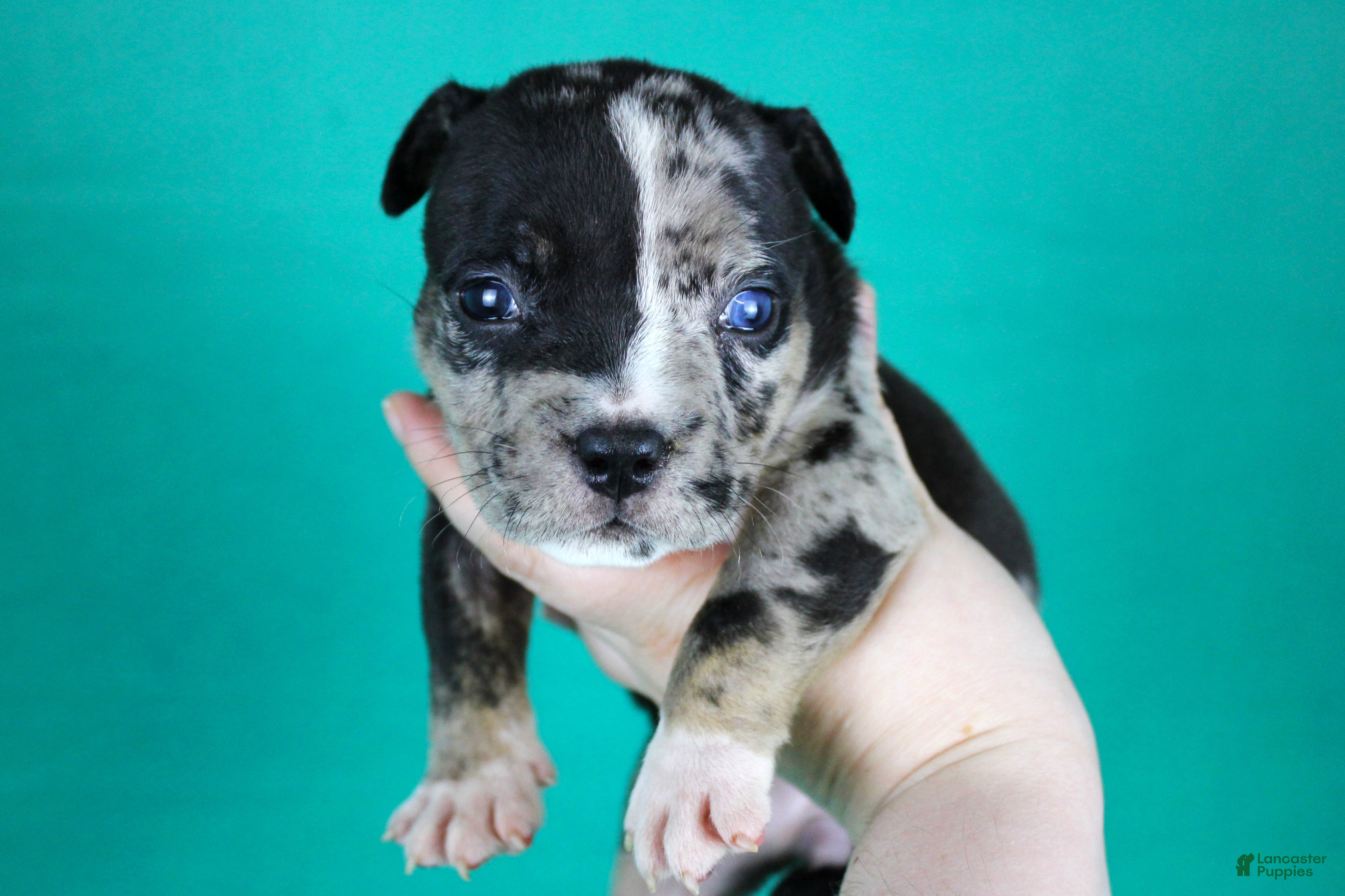 American Bully dogs Black Tri Merle Split Face Female - Ad 1