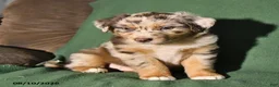 Mixed Breed dogs for sale: Blaze - Ad 4