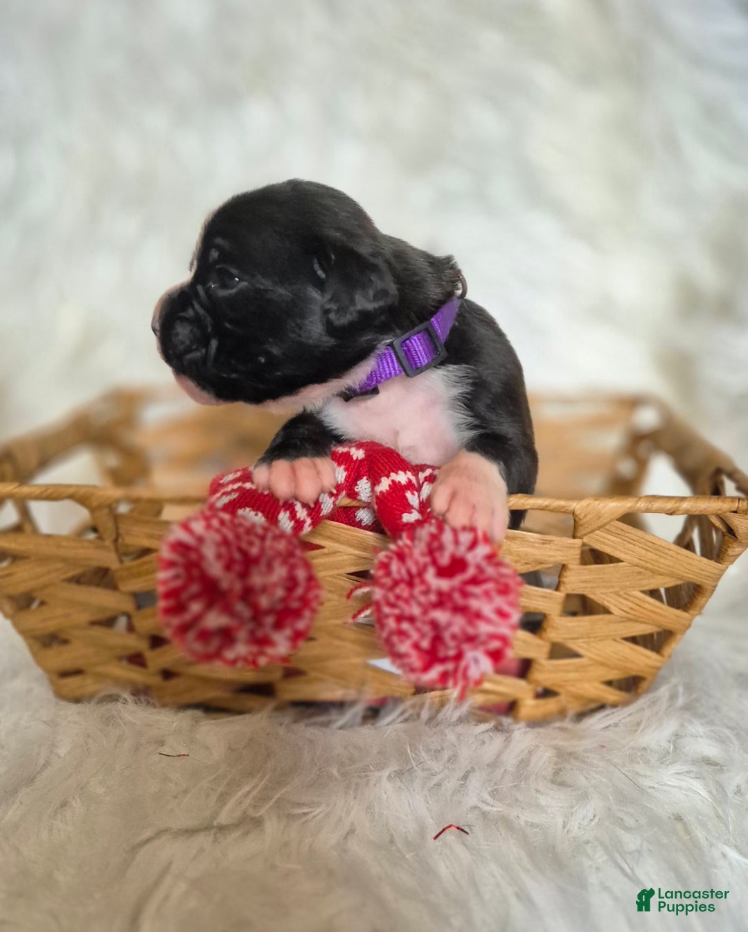 Boxer dogs for sale: Maggie - Ad 2