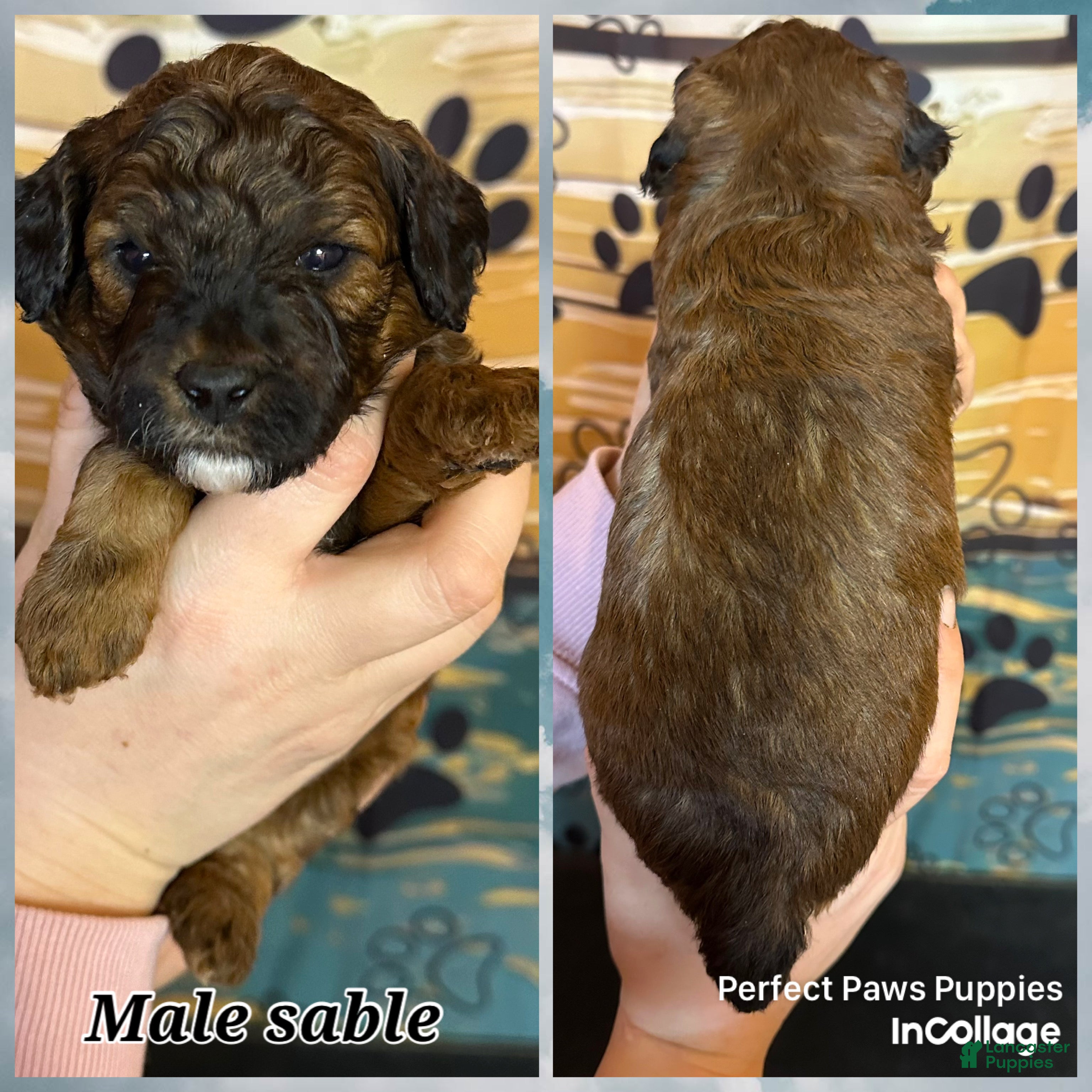 Miniature Poodle dogs Miniature Poodle Puppy 3 - Ad 39