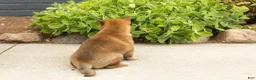 Shiba Inu dogs for sale: Trevor  - Ad 5