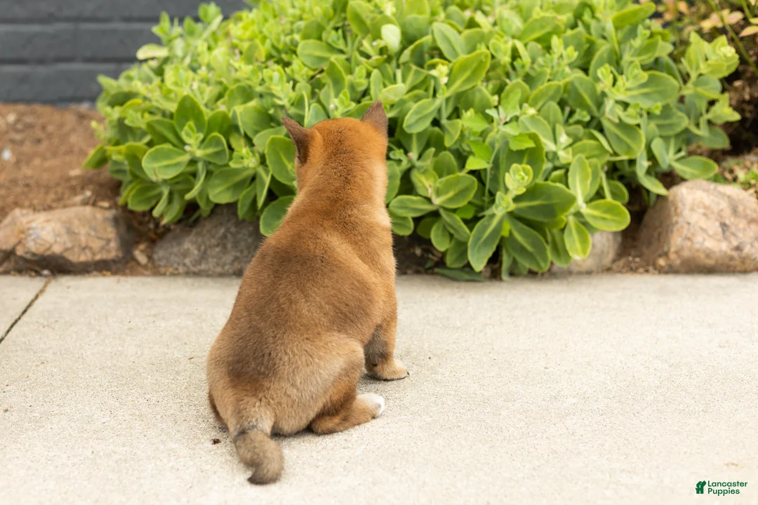 Shiba Inu dogs for sale: Trevor  - Ad 5