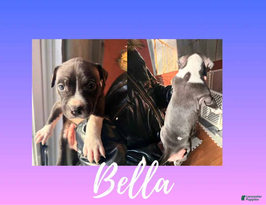 American Pit Bull Terrier dogs for sale: American Pit Bull Terrier Puppy 6 - Ad 1
