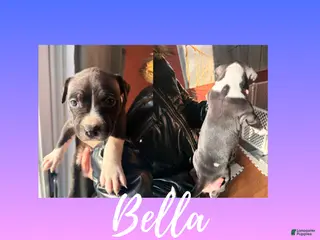 American Pit Bull Terrier dogs American Pit Bull Terrier Puppy 6 - Ad 18