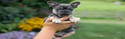 French Bulldog dogs for sale: Edison - Ad 2