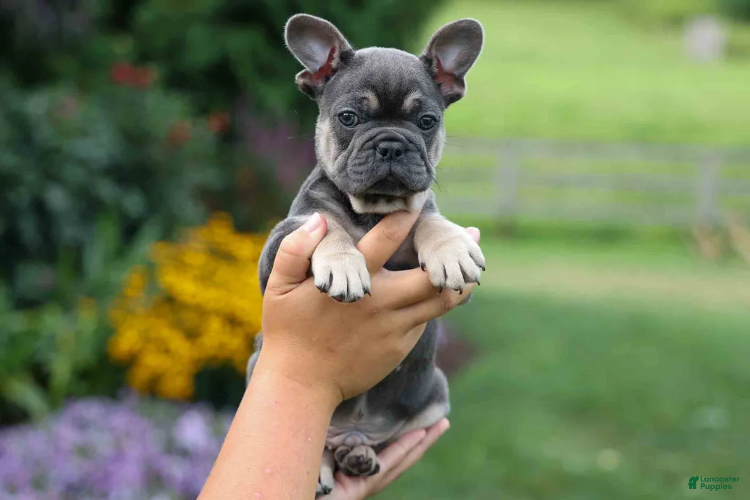 French Bulldog dogs for sale: Edison - Ad 2