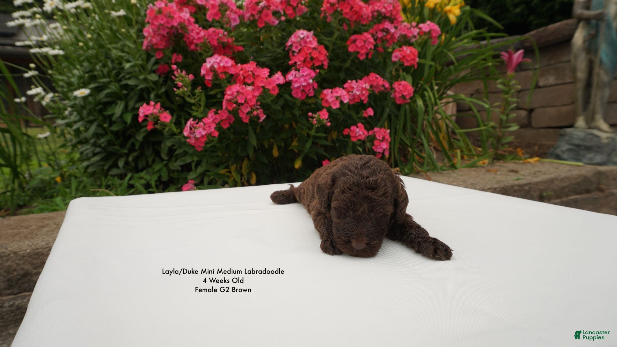 Miniature Labradoodle dogs LD G2 - Ad 2