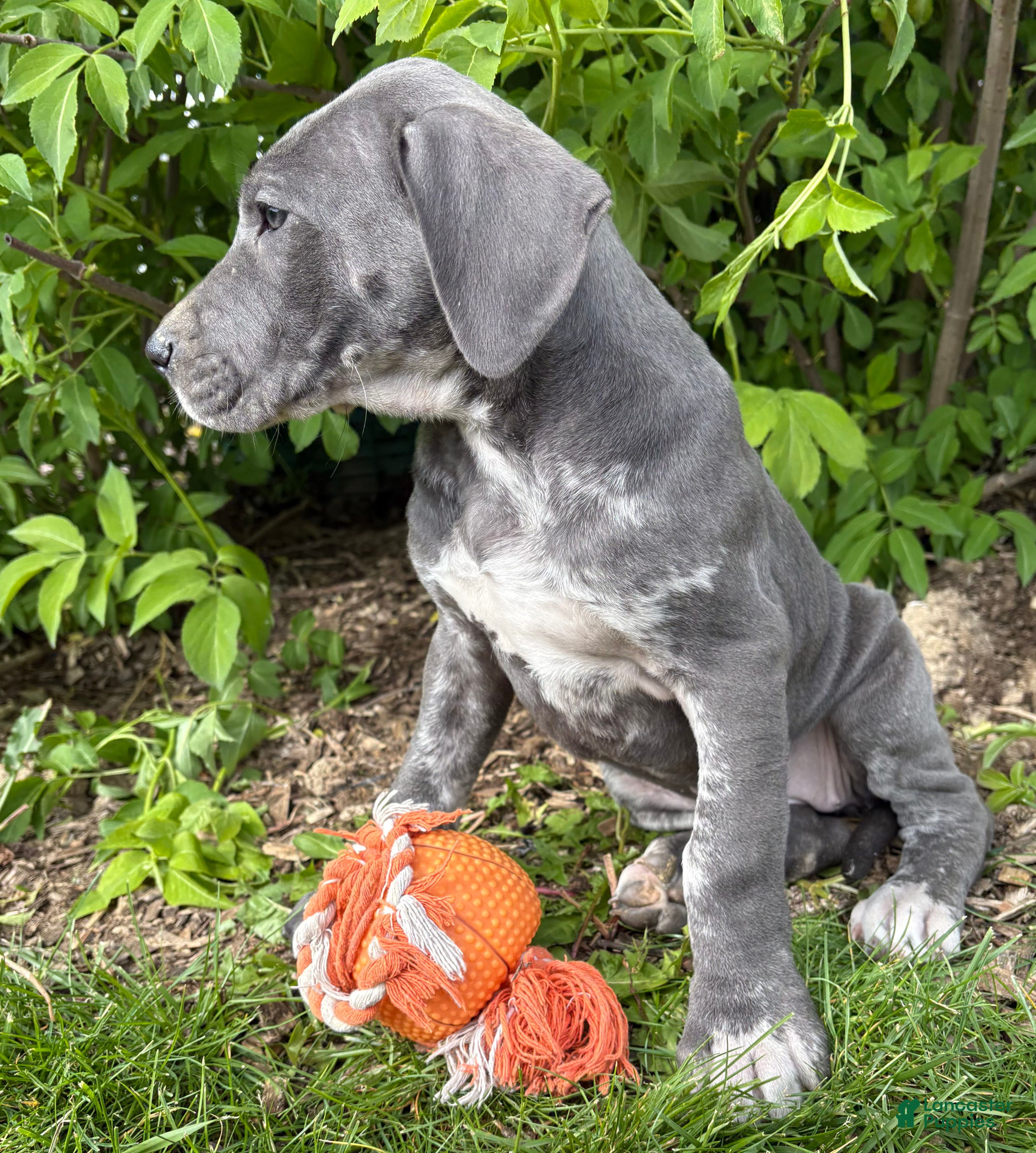 Great Dane dogs Tess - Ad 2