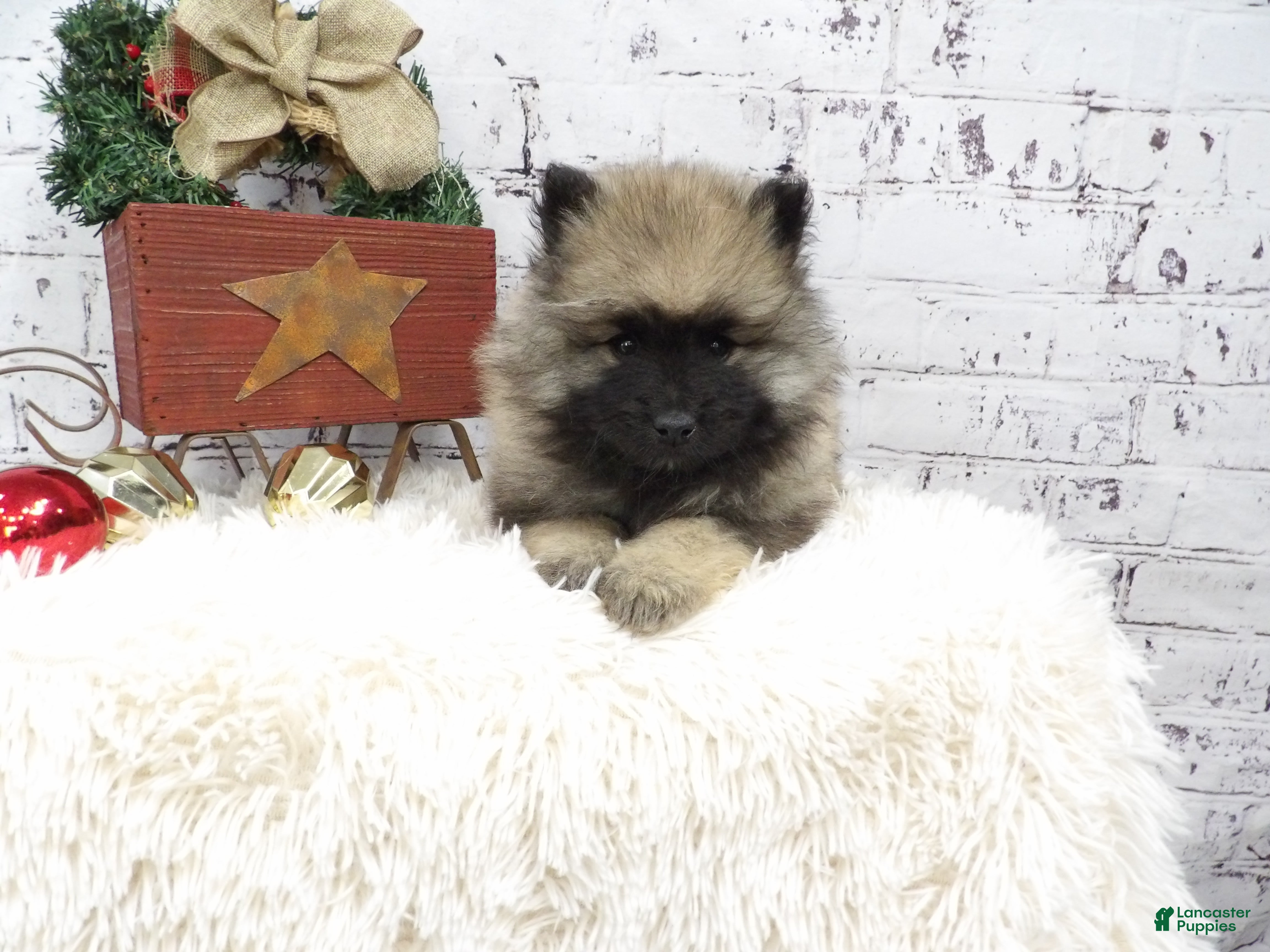 Keeshond dogs Danielle - Ad 2