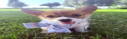 Welsh Corgi Pembroke dogs for sale: Idgie  - Ad 3