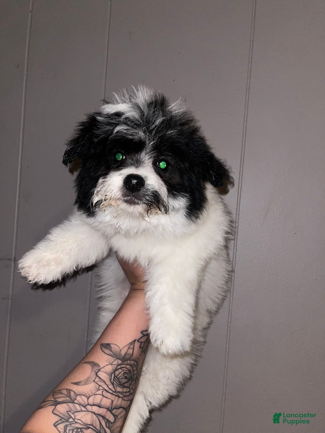 Pomapoo dogs for sale: Holly - Ad 1