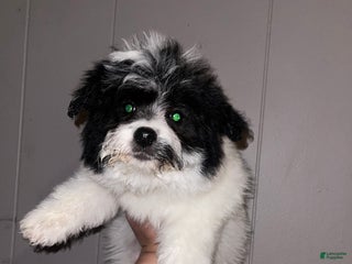 Pomapoo dogs Holly - Ad 31