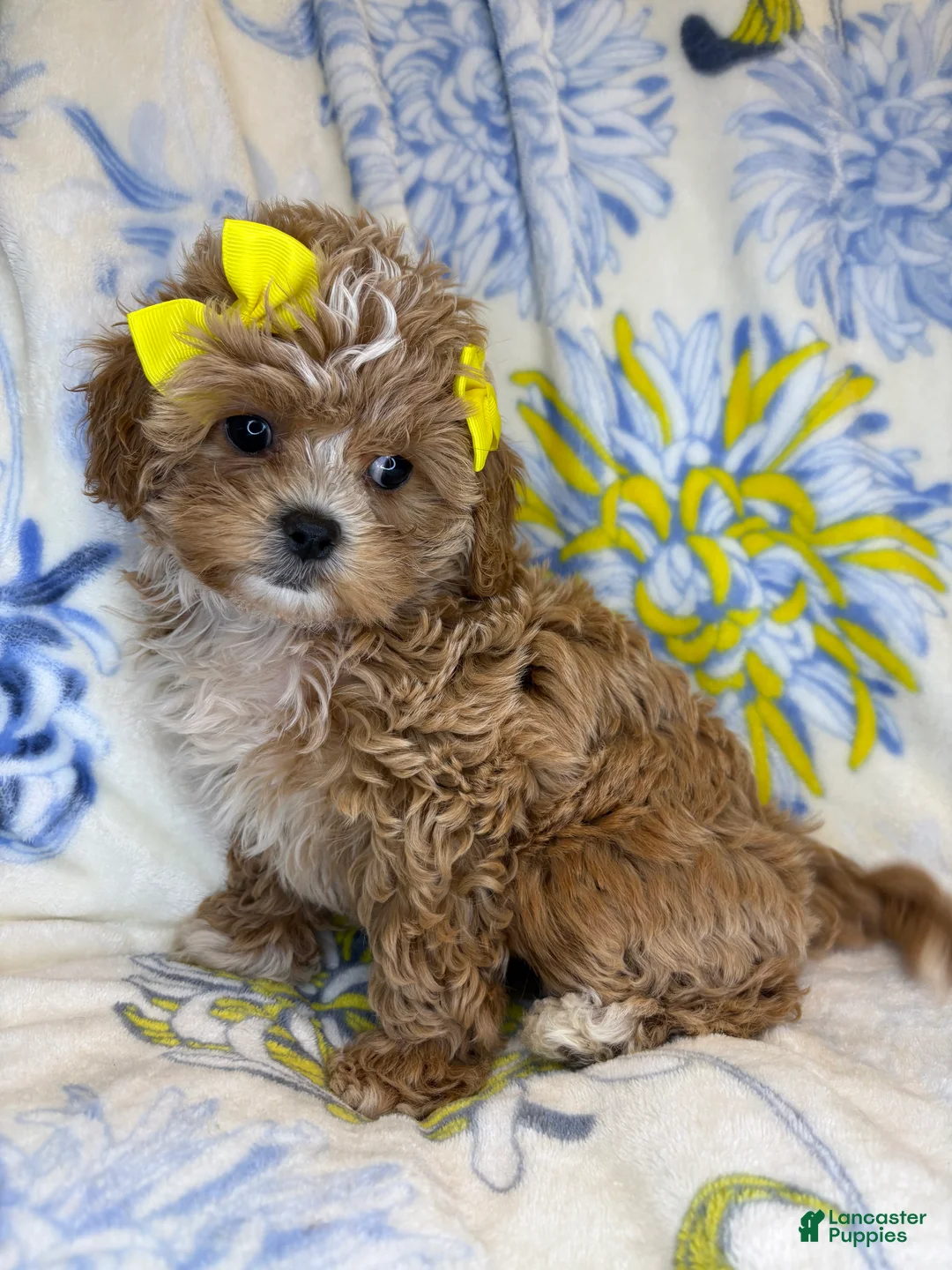 Mixed Breed dogs for sale: Mixed Breed 3 - Ad 1