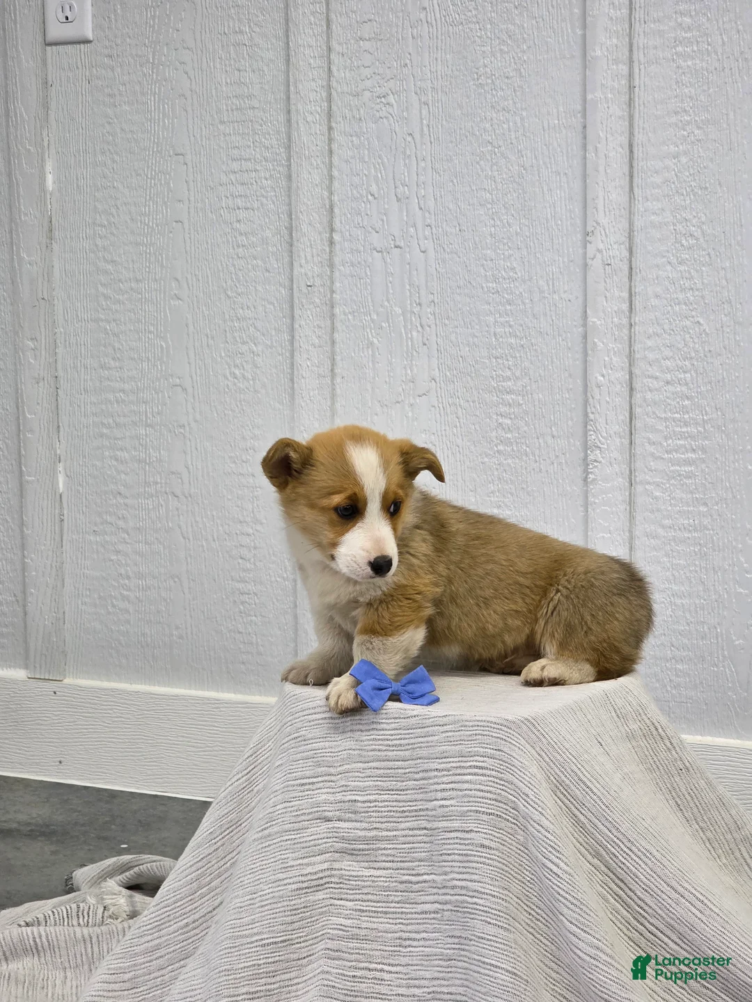 Welsh Corgi Pembroke dogs for sale:  Biscuit  - Ad 2