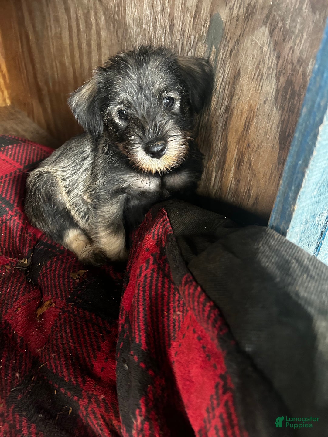 Standard Schnauzer dogs for sale: Cinnamon  - Ad 1