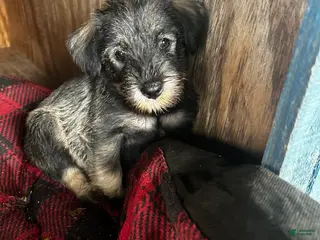 Standard Schnauzer dogs Cinnamon - Ad 3