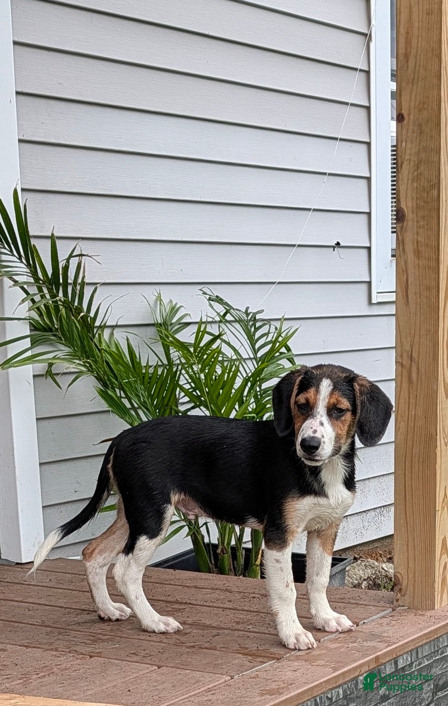 Mixed Breed dogs Bobby  - Ad 2