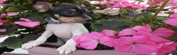 Toy Fox Terrier dogs for sale: Toy Fox Terrier 2 Juno - Ad 3