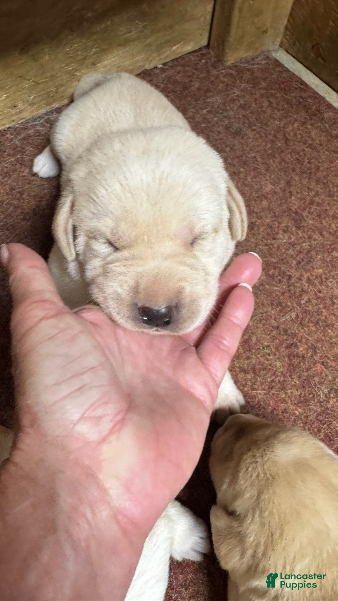 Labrador Retriever dogs Labrador Retriever 7 - Ad 1