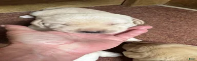 Labrador Retriever 7