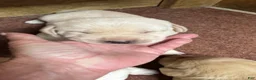 Labrador Retriever dogs for sale: Labrador Retriever 7 - Ad 1