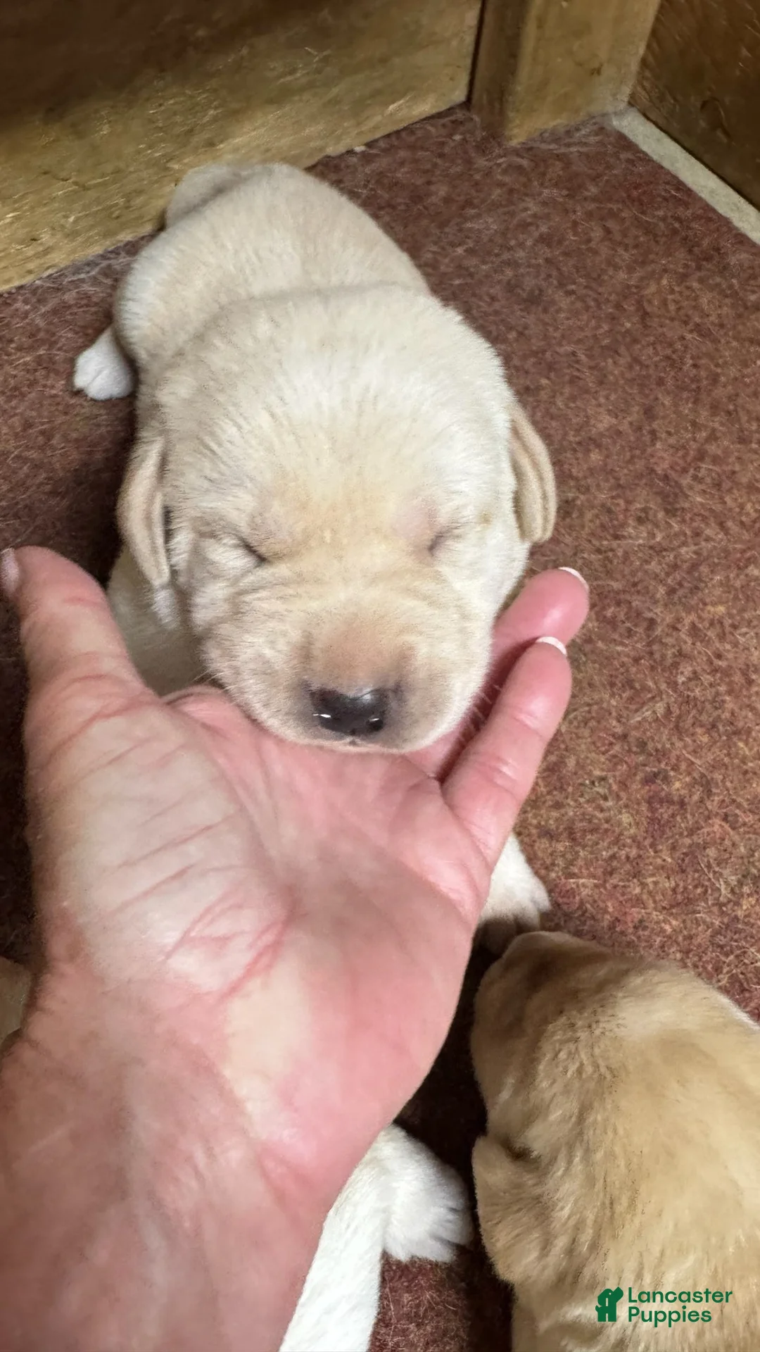Labrador Retriever dogs for sale: Labrador Retriever 7 - Ad 1