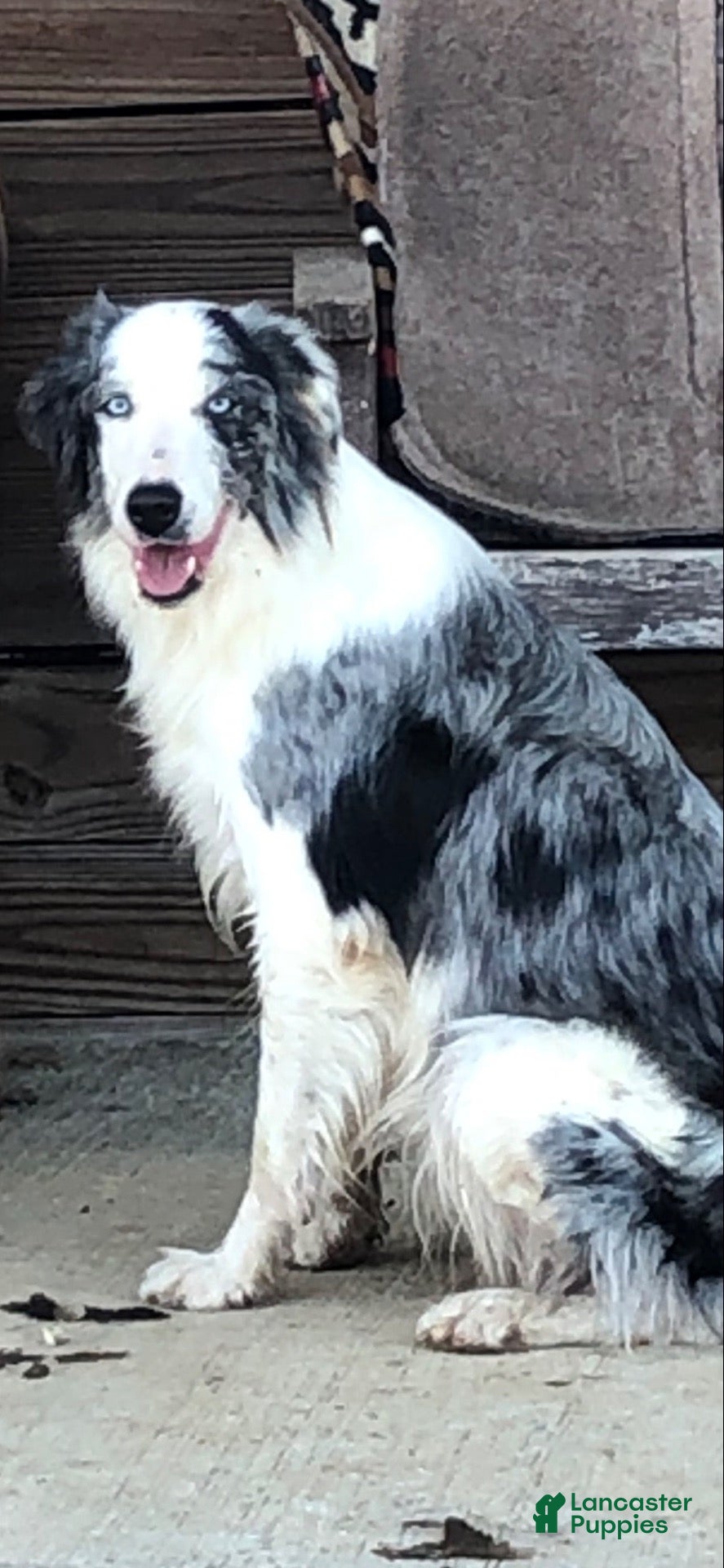 Border Collie dogs for sale: Border Collie 2 - Ad 2