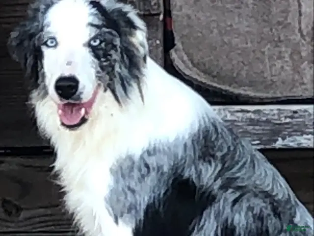 Border Collie dogs for sale: Border Collie 1 - Ad 2