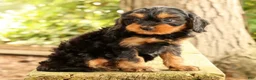 Cavapoo dogs for sale: Sasha - Ad 9