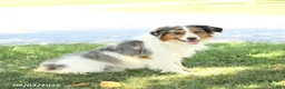 Miniature Australian Shepherd dogs for sale: Paul - Ad 6