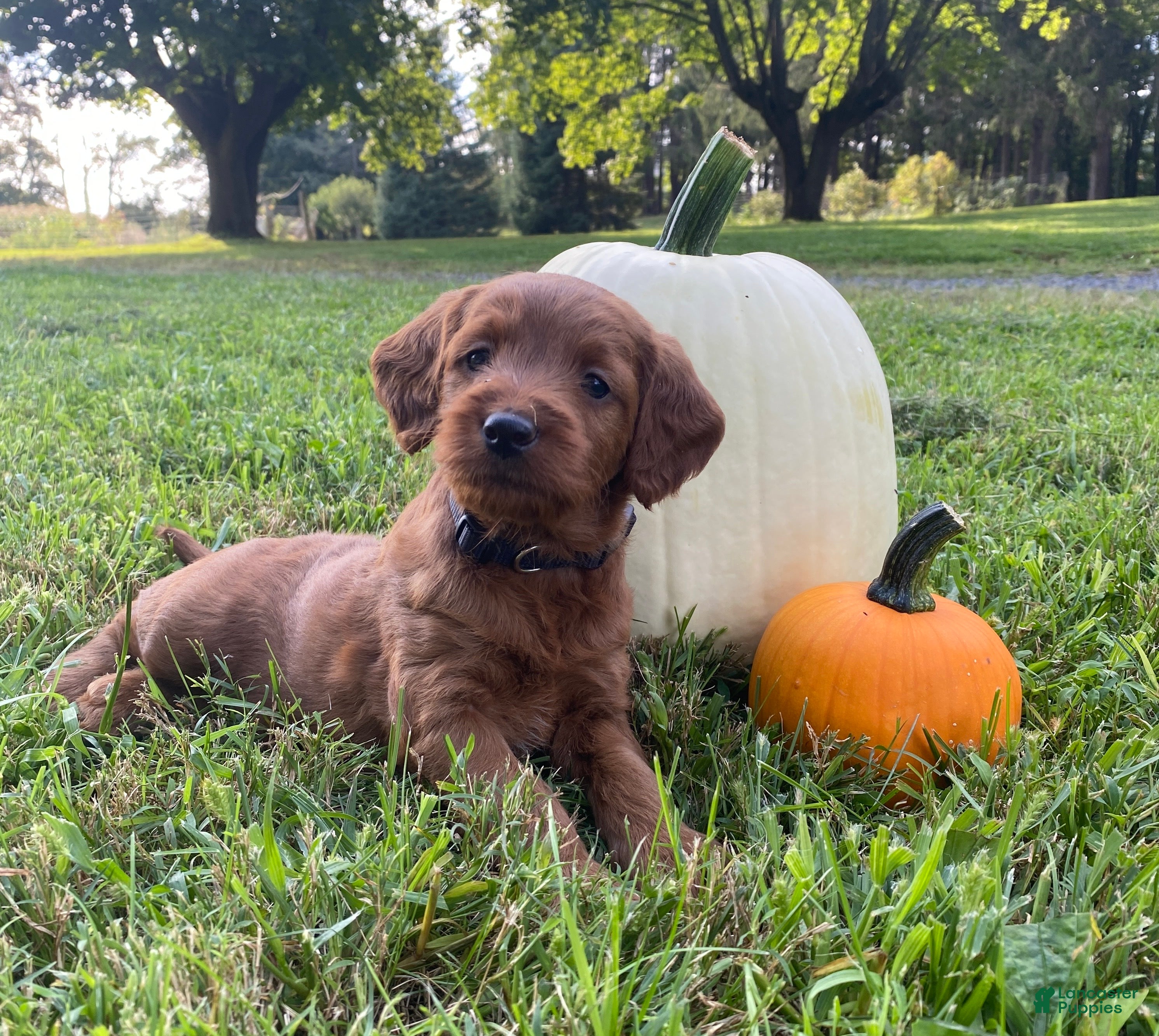Miniature Labradoodle dogs Georgia-mini red F1b - Ad 2