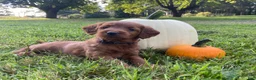 Miniature Labradoodle dogs for sale: Georgia-mini red F1b - Ad 3