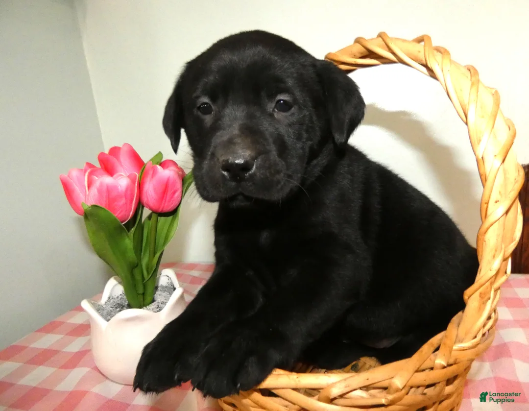 Labrador Retriever dogs for sale: Labrador Retriever Puppy 9 - Ad 1