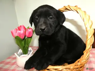 Labrador Retriever dogs for sale: Labrador Retriever Puppy 9 - Ad 3