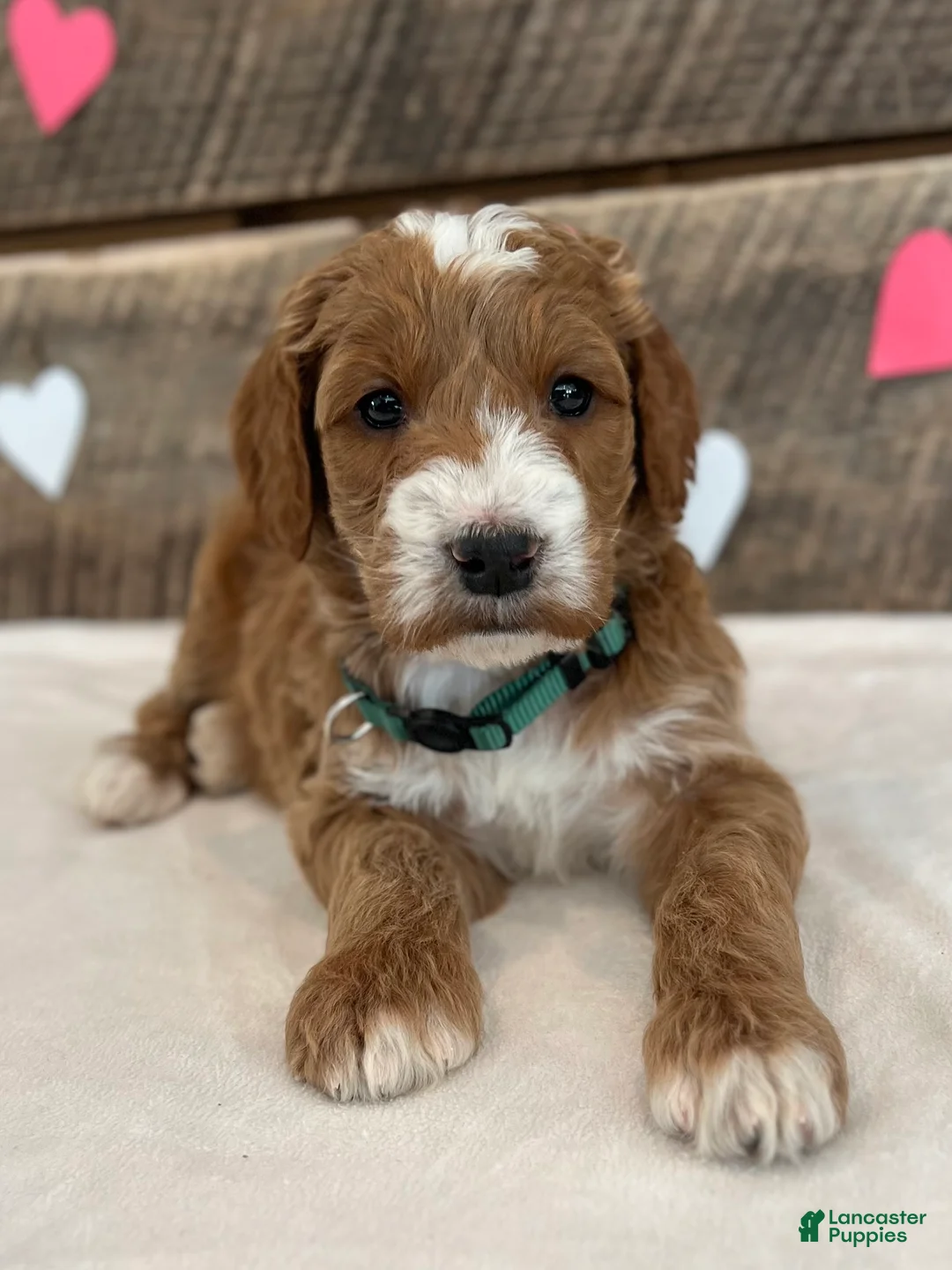 Irish Doodle dogs for sale: Jackson - Ad 4