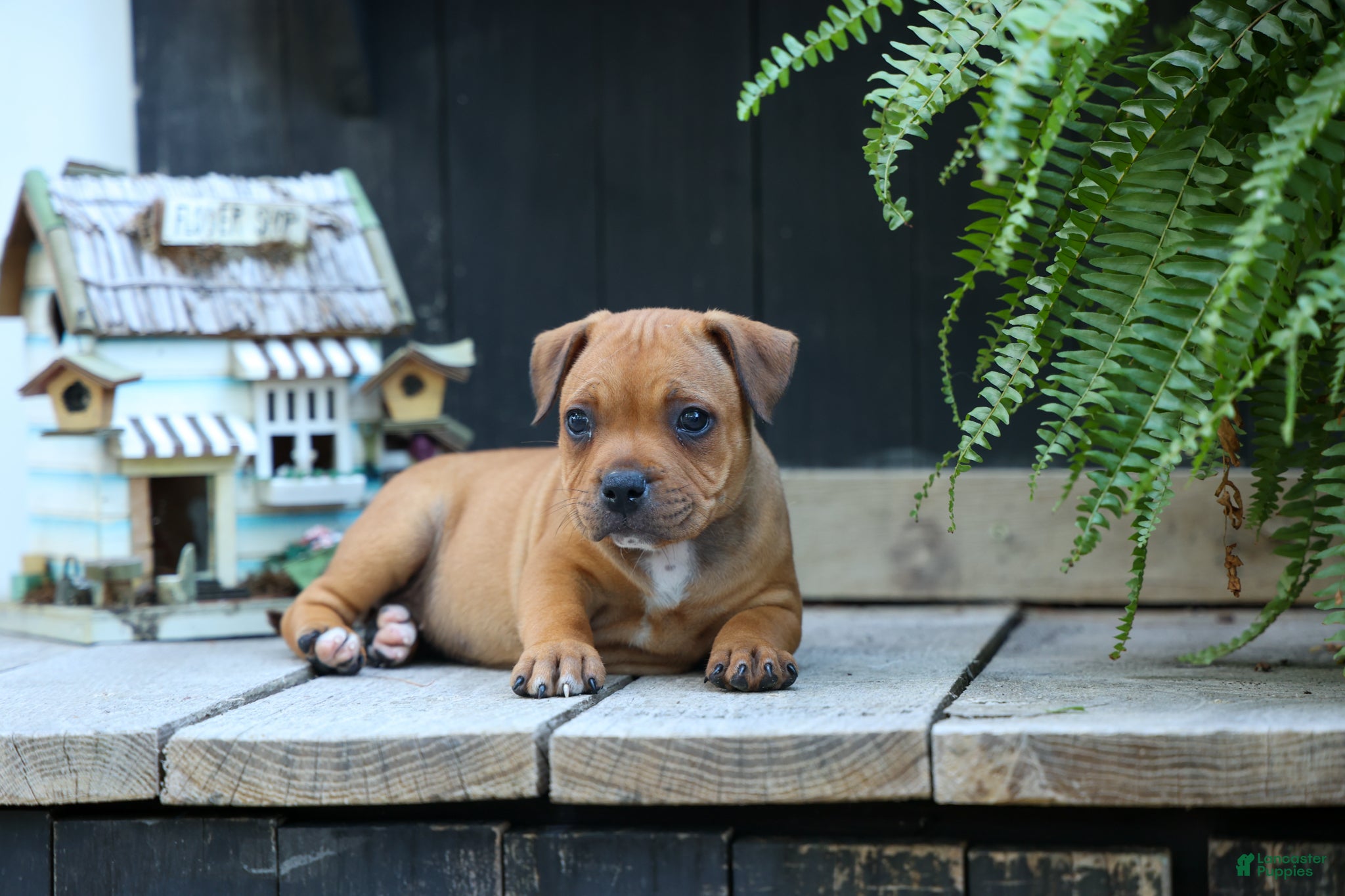 Staffordshire Bull Terrier dogs Marley 🌸🐾 - Ad 1