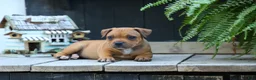 Staffordshire Bull Terrier dogs for sale: Marley 🌸🐾 - Ad 1