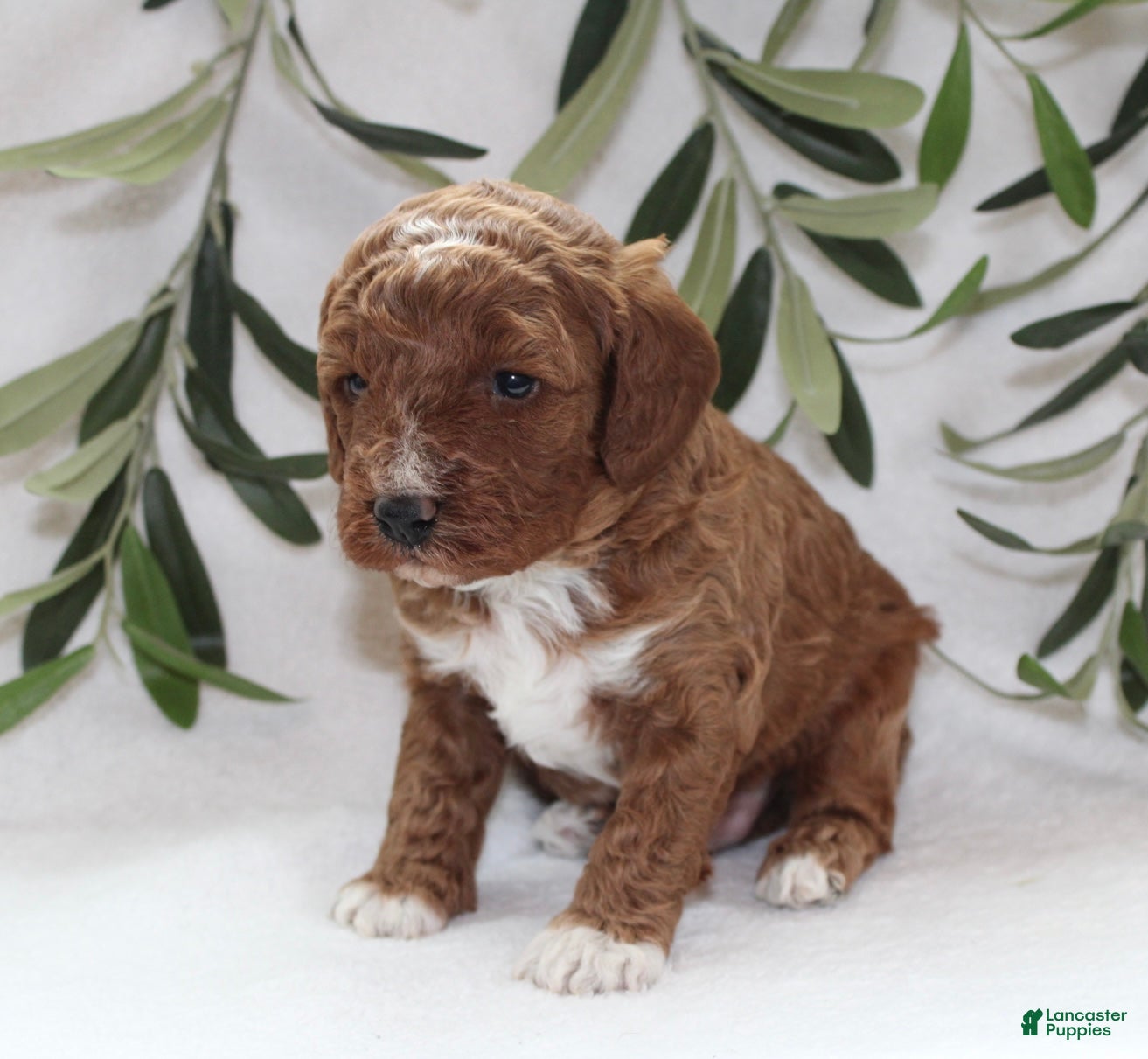 Cavapoo dogs Murphy - Ad 2