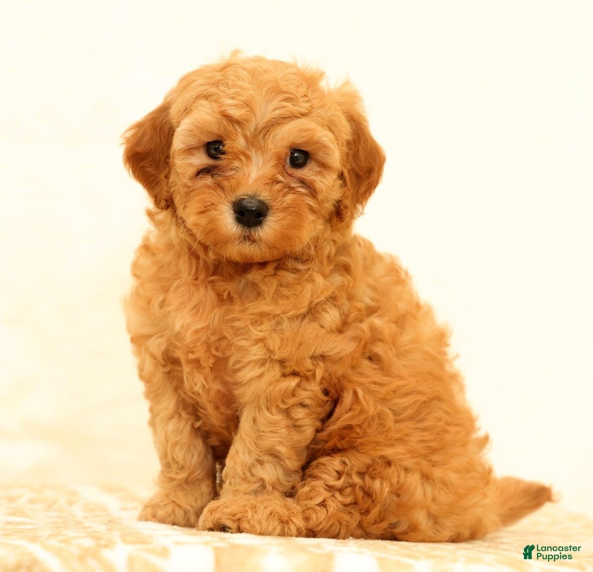Mini Goldendoodle dogs Lance - Ad 1