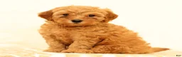 Mini Goldendoodle dogs for sale: Lance - Ad 1